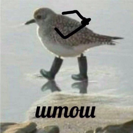 aquatic bird bird animal