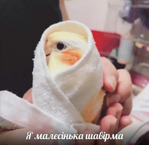 person indoor holding