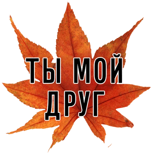 СМС растение кленовый лист