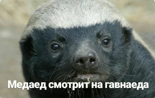 Стикер букет ног @orunakek - 6