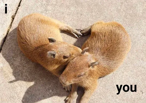 Больше стикеров: @capybarastiker - 