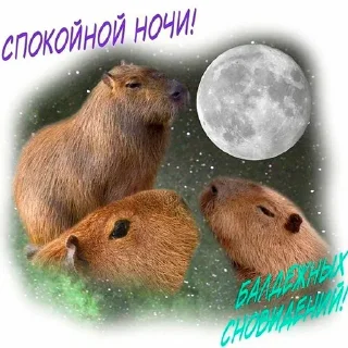 Стикер Больше стикеров: @capybarastiker - 4