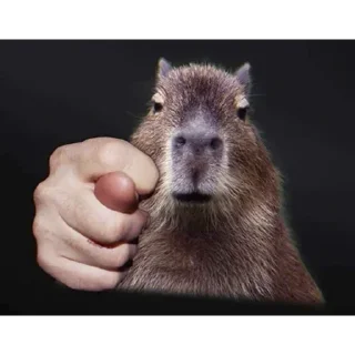 Стикер Больше стикеров: @capybarastiker - 9