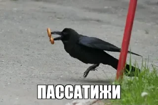 Стикер СУХАРИКИ - 8