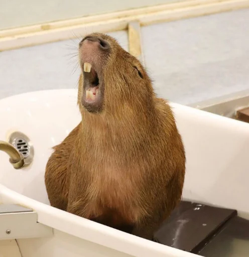 Sticker Капибэрс - 11