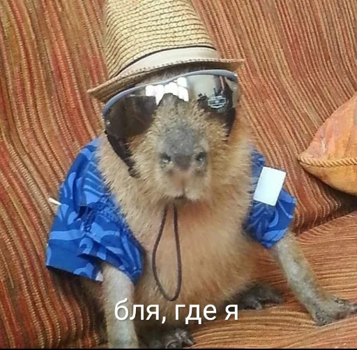 Sticker Капибэрс - 10