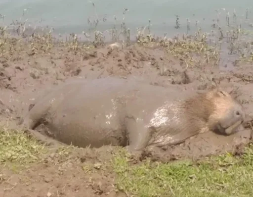 Sticker Капибэрс - 9