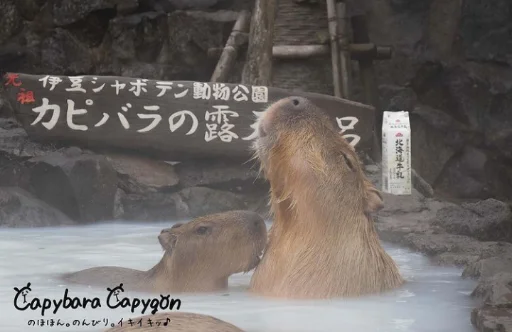 Sticker Капибэрс - 8