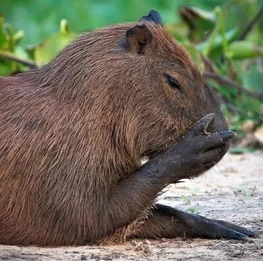 Sticker Капибэрс - 6