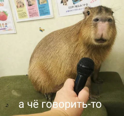 Sticker Капибэрс - 5