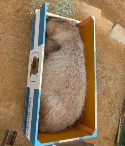 Sticker Капибэрс - 3