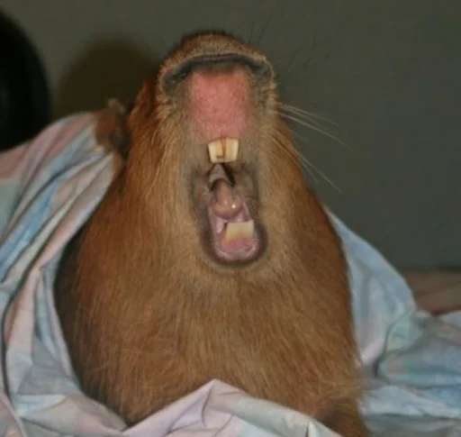 Sticker Капибэрс - 2