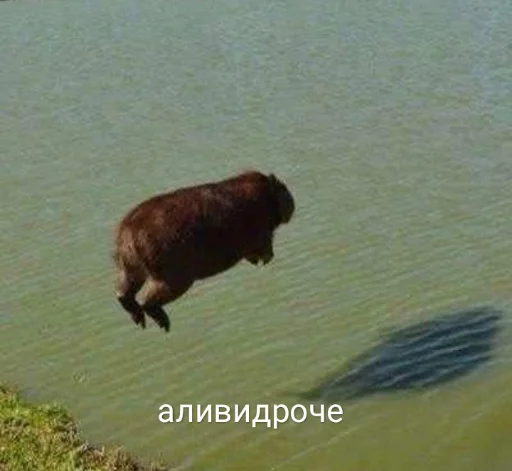 Sticker Капибэрс - 1