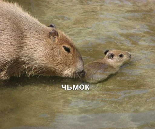 Sticker Капибэрс - 0