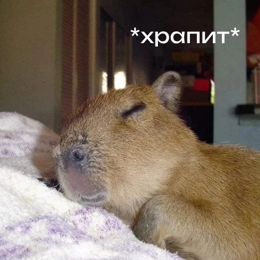Sticker capybara_lifehacker - 1