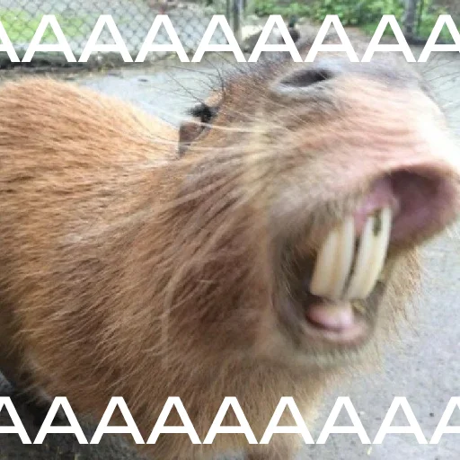Sticker capybara_lifehacker - 1