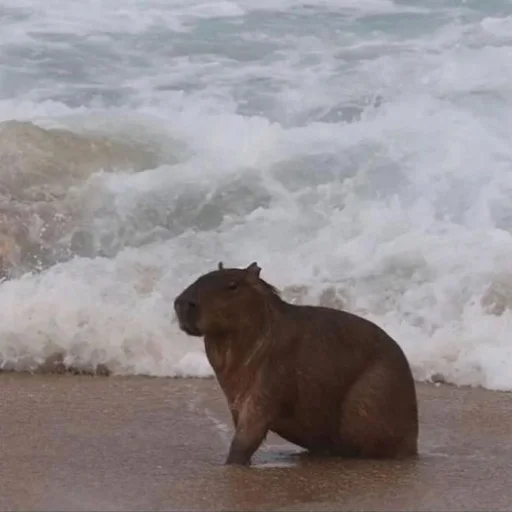 Sticker capybara_lifehacker - 1