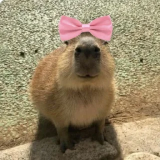 Стикер Капибарий стикерпак @lifehackerru | Лайфхакер - 1