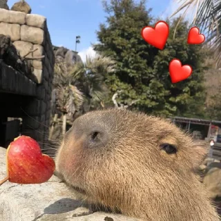 Стикер Капибарий стикерпак @lifehackerru | Лайфхакер - 0