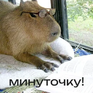 Стикер Капибарий стикерпак @lifehackerru | Лайфхакер - 5