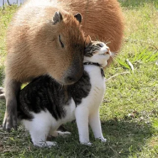 Стикер Капибарий стикерпак @lifehackerru | Лайфхакер - 4