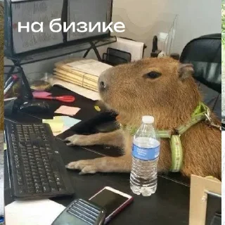 Стикер Капибарий стикерпак @lifehackerru | Лайфхакер - 6