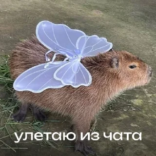 Стикер Капибарий стикерпак @lifehackerru | Лайфхакер - 11