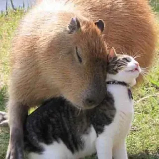 Sticker capy ^___^ - 1