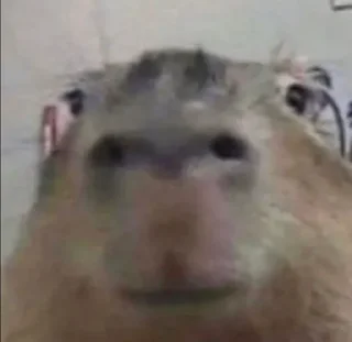 Sticker capy ^___^ - 10