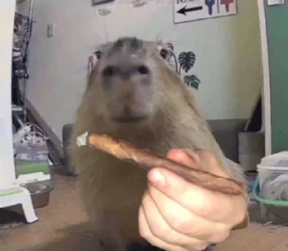 Sticker capy ^___^ - 6