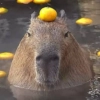 капибары от @capybaraloveAM - 
