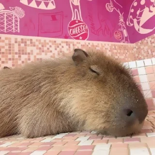 Стикер ‣ Capybara :🪨: @jichulan ♡‌ - 6