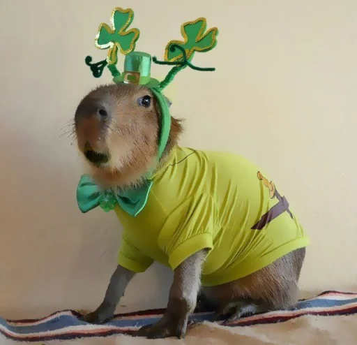 Стикер ‣ Capybara :🪨: @jichulan ♡‌ - 1