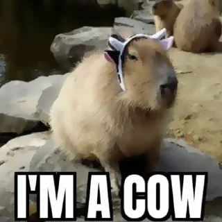 Стикер ‣ Capybara :🪨: @jichulan ♡‌ - 9