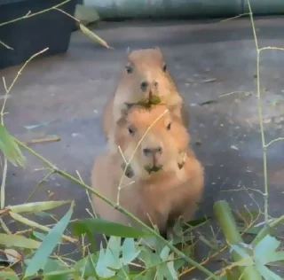 Стикер ‣ Capybara :🪨: @jichulan ♡‌ - 2