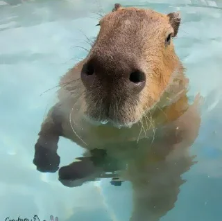 Стикер ‣ Capybara :🪨: @jichulan ♡‌ - 4