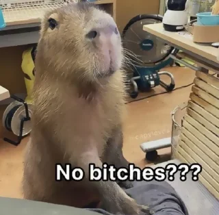 Стикер ‣ Capybara :🪨: @jichulan ♡‌ - 10