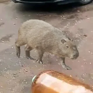 Стикер Капибары by @tiktok4memes - 5
