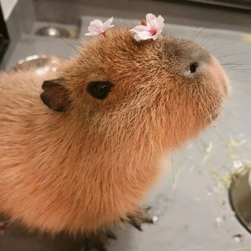 Стикер capybaras_tt4memes - 1