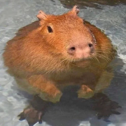 Стикер capybaras_tt4memes - 1