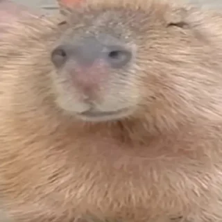 Стикер Капибары by @tiktok4memes - 6