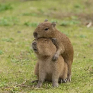 Стикер Капибары by @tiktok4memes - 9