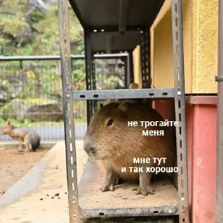 Стикер Капибары by @tiktok4memes - 4