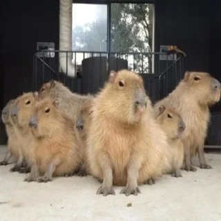 Стикер Капибары by @tiktok4memes - 11