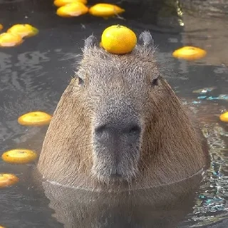 Стикер Капибары by @tiktok4memes - 10