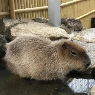 Стикер Капибары by @tiktok4memes - 2