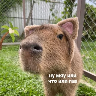 Стикер Капибары by @tiktok4memes - 7