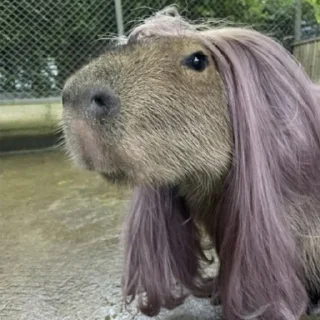 Стикер Капибары by @tiktok4memes - 1