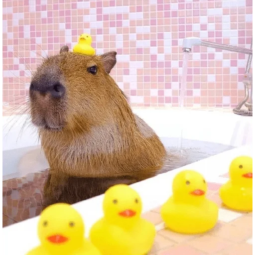 капибарики - 