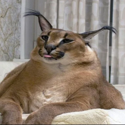 Sticker ಠ ͜ʖ ಠ - 11